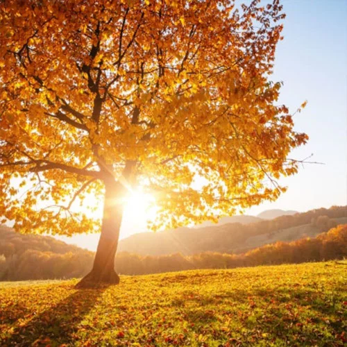 Herbst-Baum mit buntem Laub, das in der Sonne leuchtet Herbst-Baum mit buntem Laub, das in der Sonne leuchtet